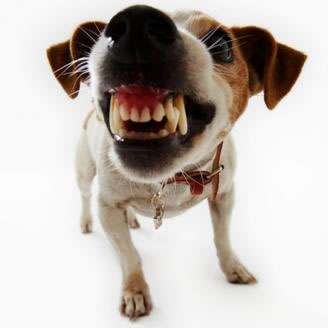 jackrussellsnarl Dog Behavior Problems?
